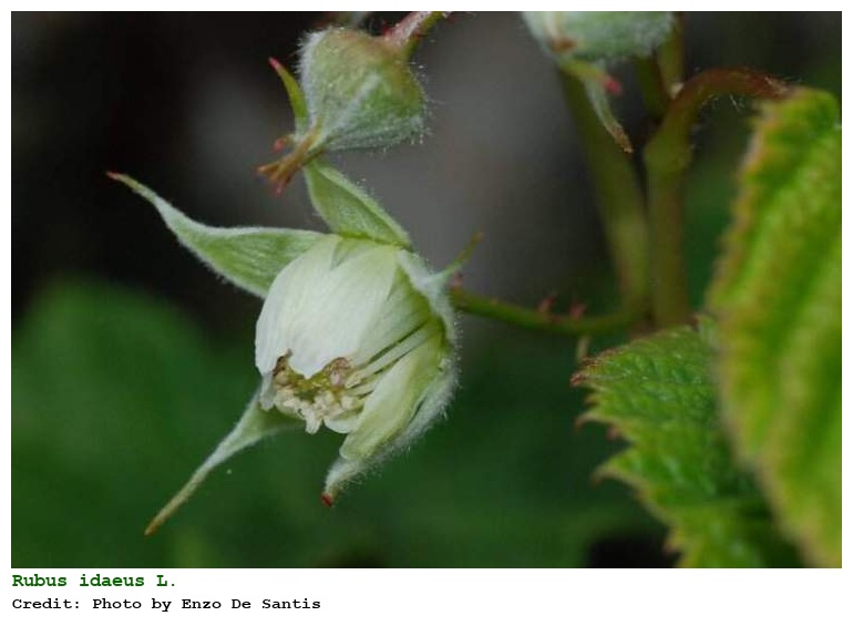 Rubus idaeus L.